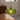 Corolla Glass Pendant Light - Floral Shade & Brass Fixture for Kitchen Island Lamps & Light Fixtures